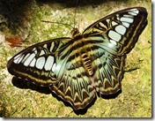 Butterfly Forrest-5
